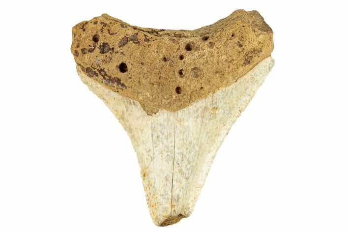 Juvenile Fossil Megalodon Tooth From Angola - Unusual Location #258566